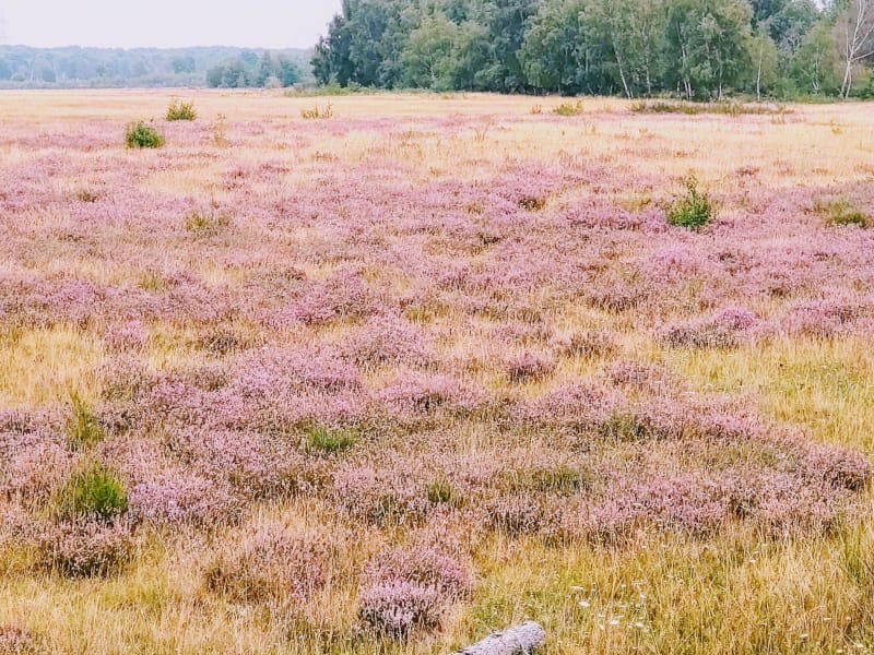 Drover Heide 2025