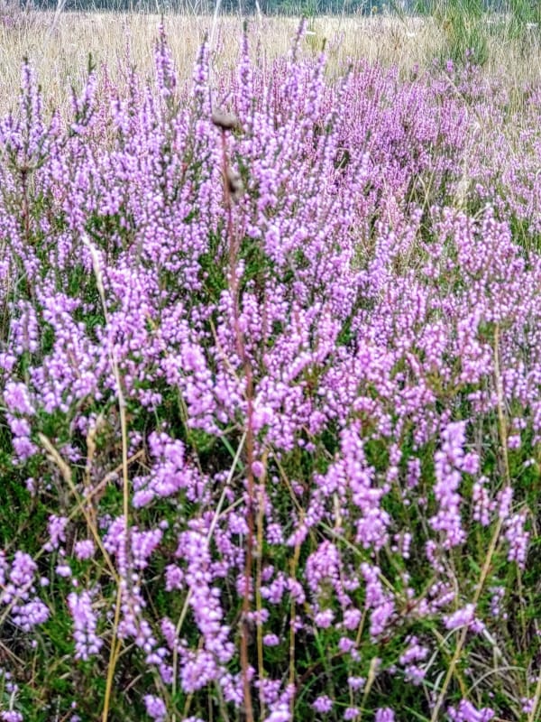 Drover Heide 2025