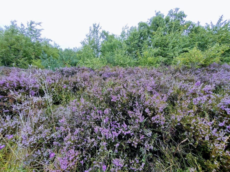 Drover Heide 2025