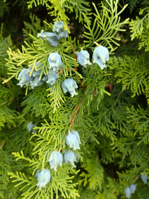 Nature Thursday 2025 - KW 34