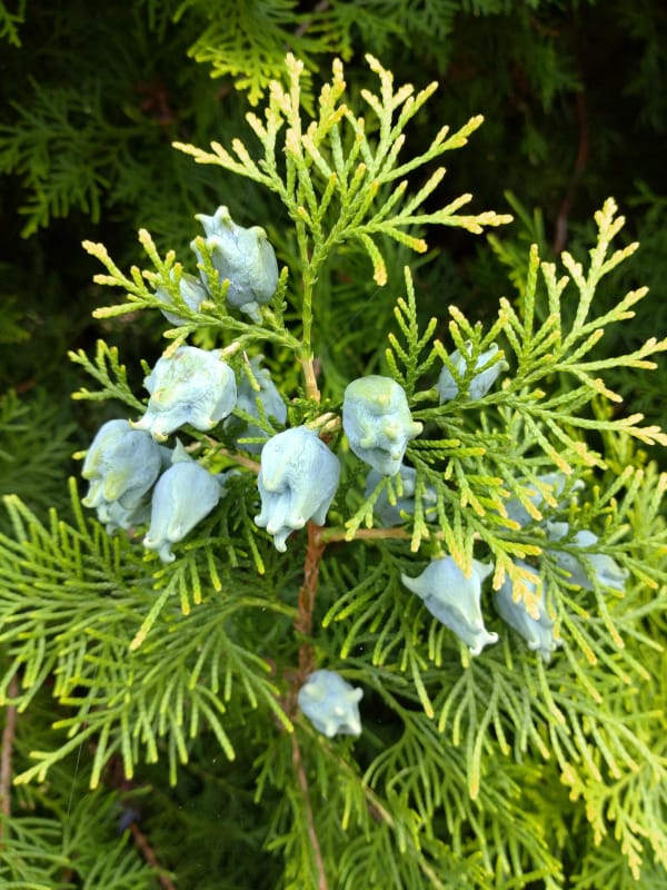 Nature Thursday 2025 - KW 34