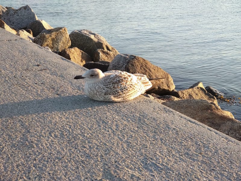 Kieler Förde