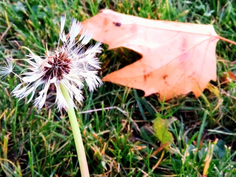 Nature Thursday 2025 - KW 47