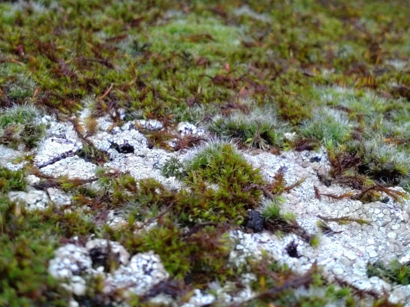 Nature Thursday 2025 - KW 48