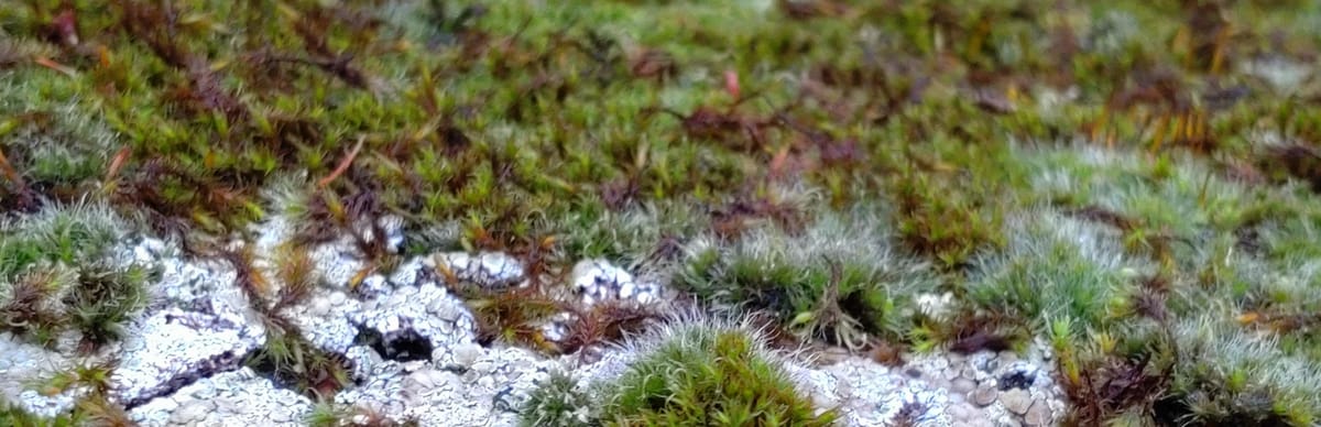 Rau(h)nächte 2025/2026: Die Theorie