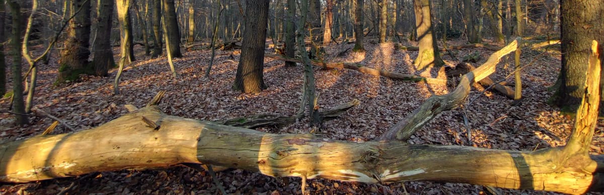 Rau(h)nächte 2025/2026: Die Praxis