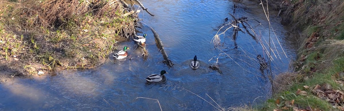 Naturerleben im Februar