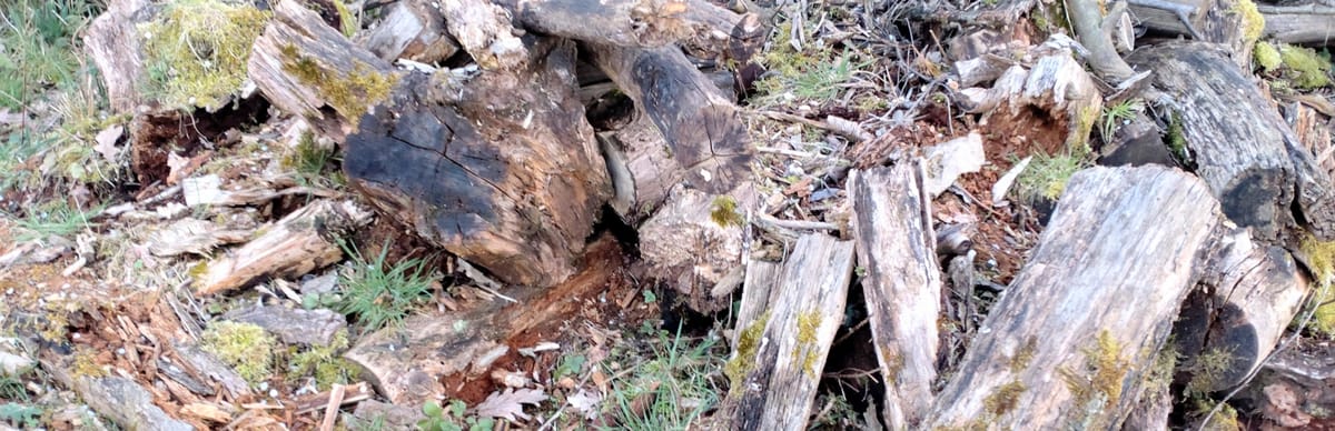 Projekt: Ökologische Gartengestaltung - Teil 1