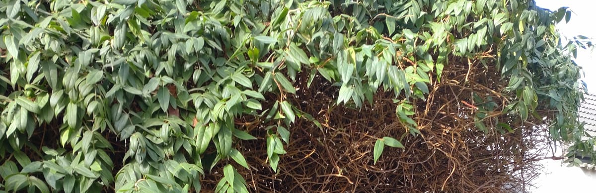 Gartengestaltung - Frühlingspläne