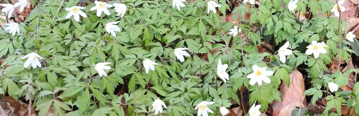 Naturerleben im März