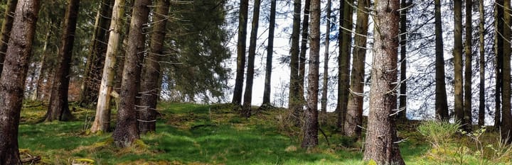 Narzissen und Alpakas