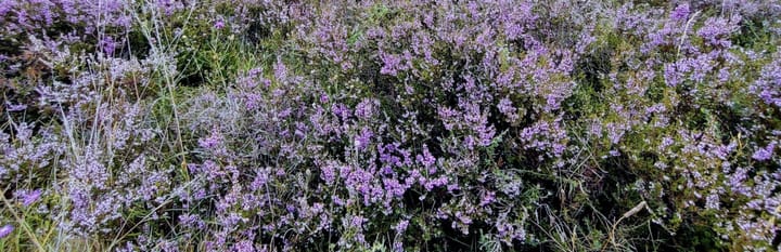 Drover Heide 2025