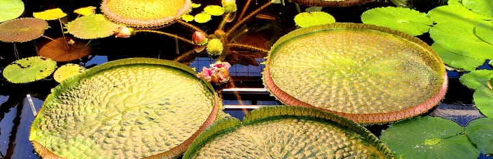 Kieler Förde: Botanischer Garten Kiel