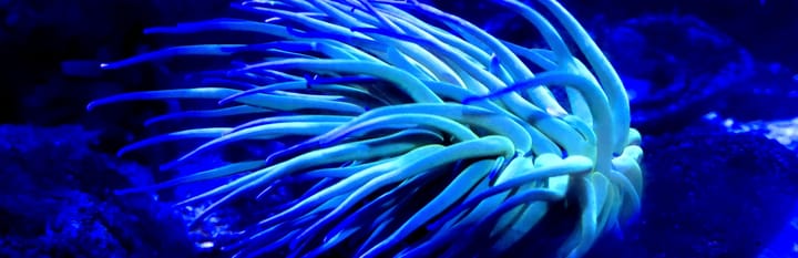 Kieler Förde: Aquarium GEOMAR