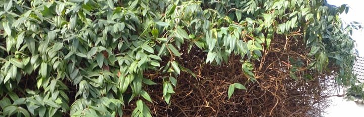 Gartengestaltung - Frühlingspläne