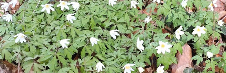 Naturerleben im März