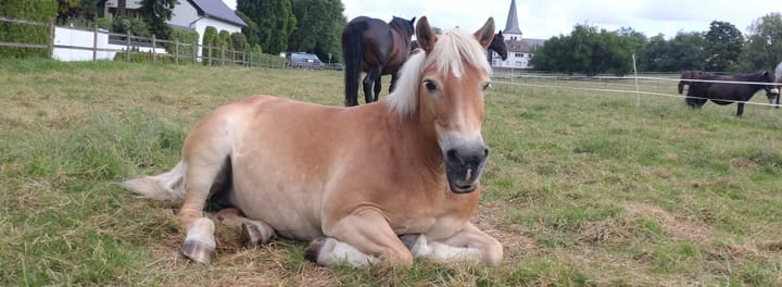 Ponycontent