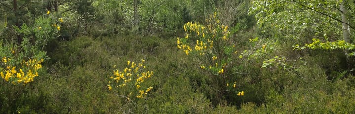 Naturerleben im Mai